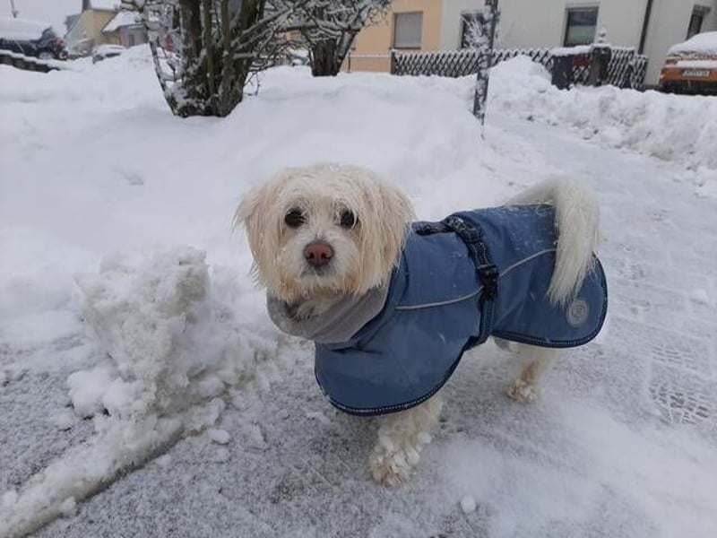 PUMBA sucht Menschen mit großem Herzen