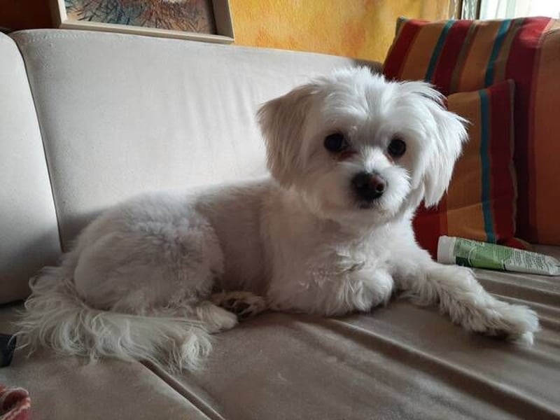 PUMBA sucht Menschen mit großem Herzen