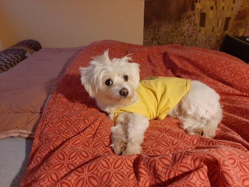 PUMBA sucht Menschen mit großem Herzen