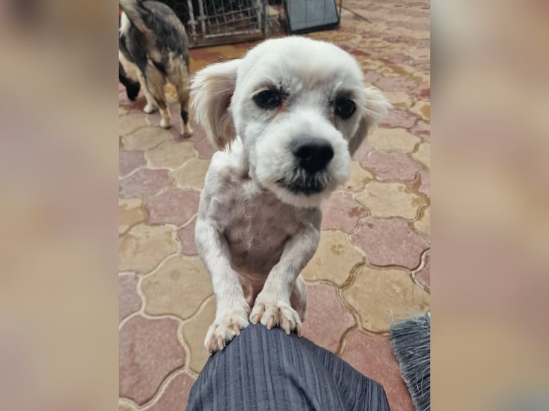 Alfi
