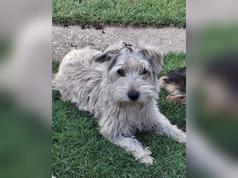 CHARLIE ca. 1 J. Yorkie-Maltesermix-Teenager sucht Familienansschluß