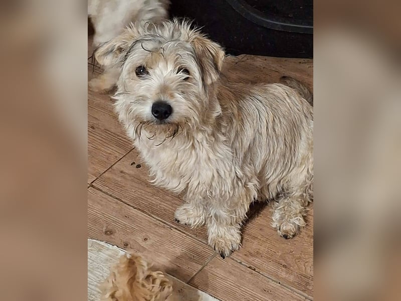 CHARLIE ca. 1 J. Yorkie-Maltesermix-Teenager sucht Familienansschluß