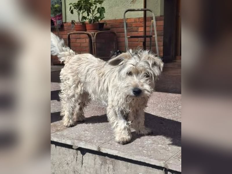 CHARLIE ca. 1 J. Yorkie-Maltesermix-Teenager sucht Familienansschluß