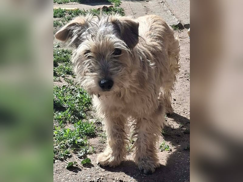 CHARLIE ca. 1 J. Yorkie-Maltesermix-Teenager sucht Familienansschluß