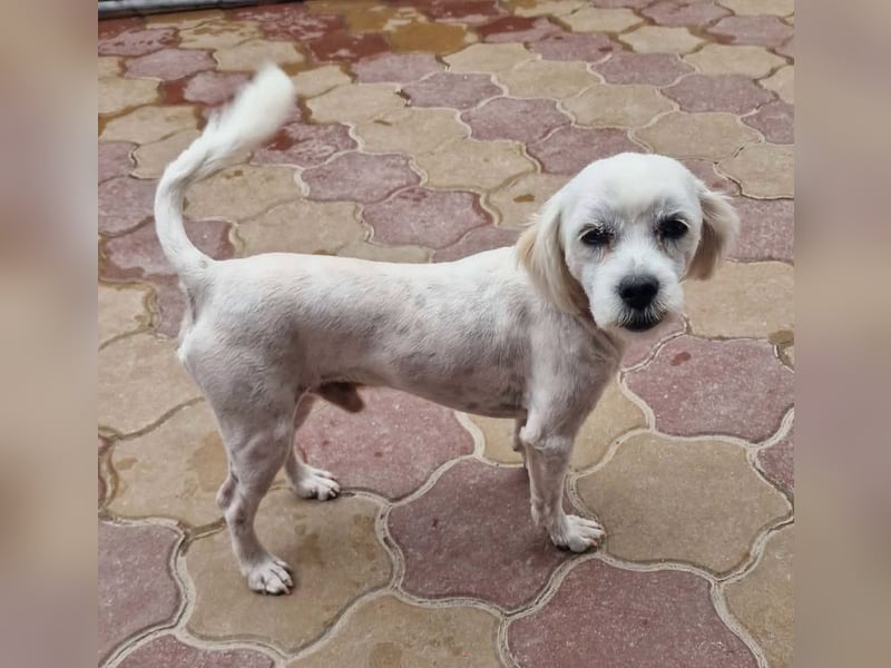 Alfi