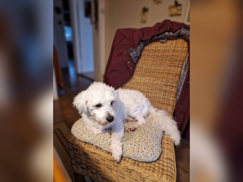 Freundlicher, lustiger Bartholomaeus