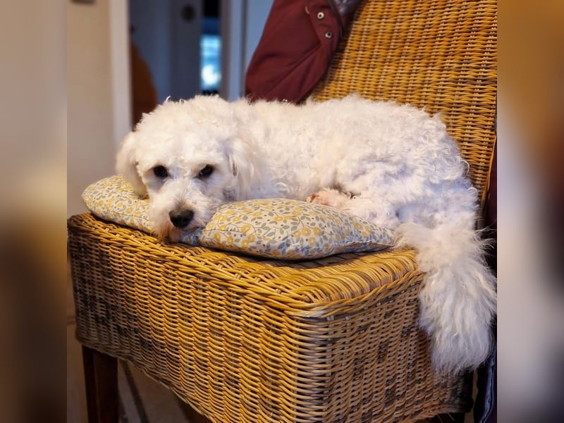 Freundlicher, lustiger Bartholomaeus