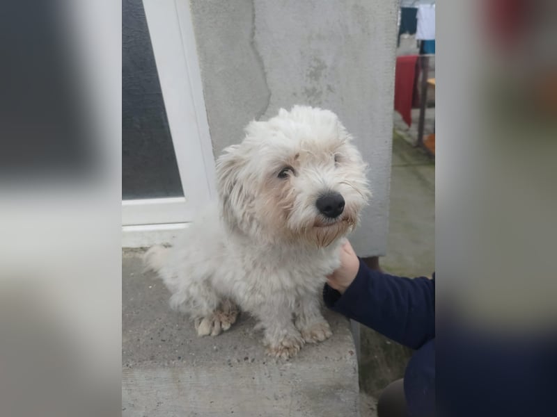 Freundlicher, lustiger Bartholomaeus