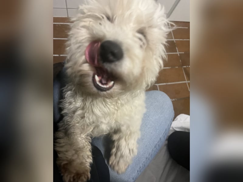 Freundlicher, lustiger Bartholomaeus