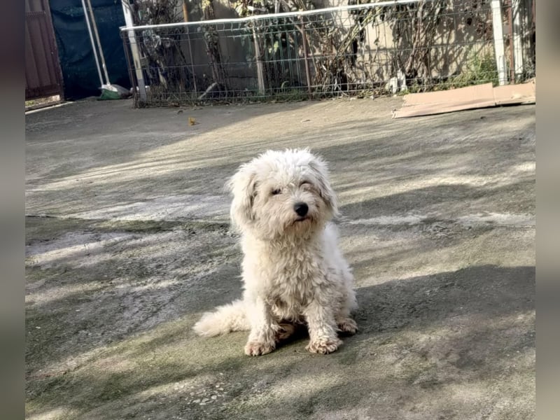 Freundlicher, lustiger Bartholomaeus