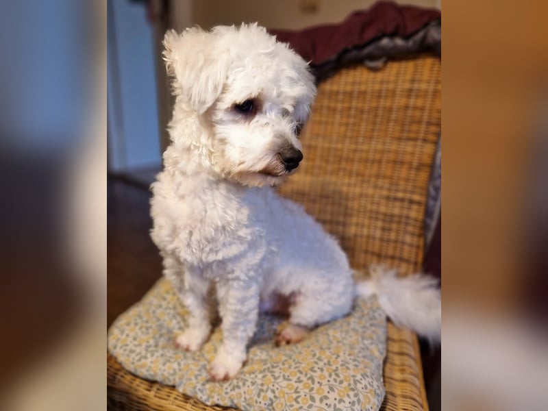 Freundlicher, lustiger Bartholomaeus