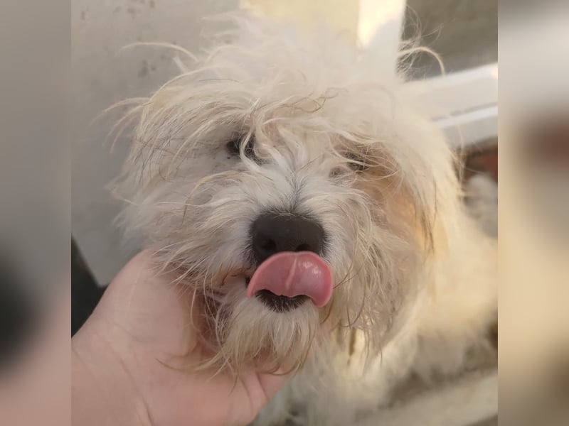 Freundlicher, lustiger Bartholomaeus