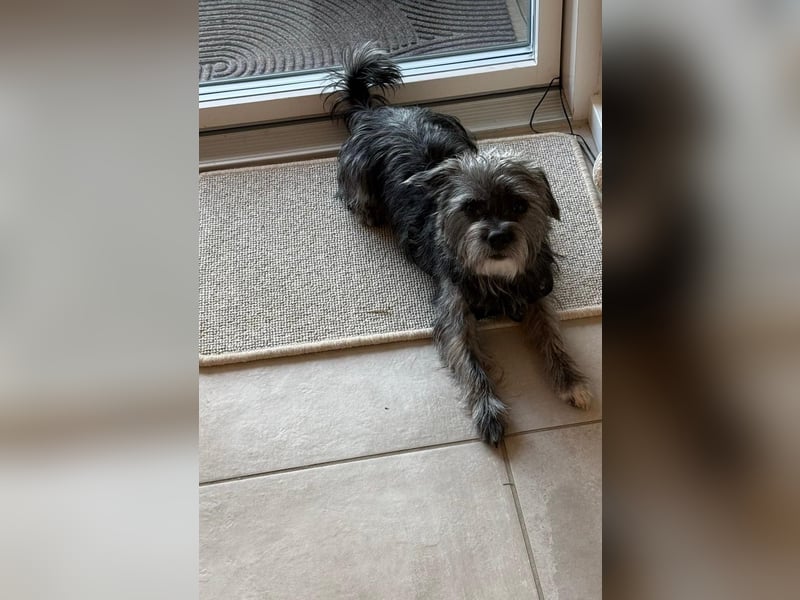 Chico, 1 jähriger Rüde