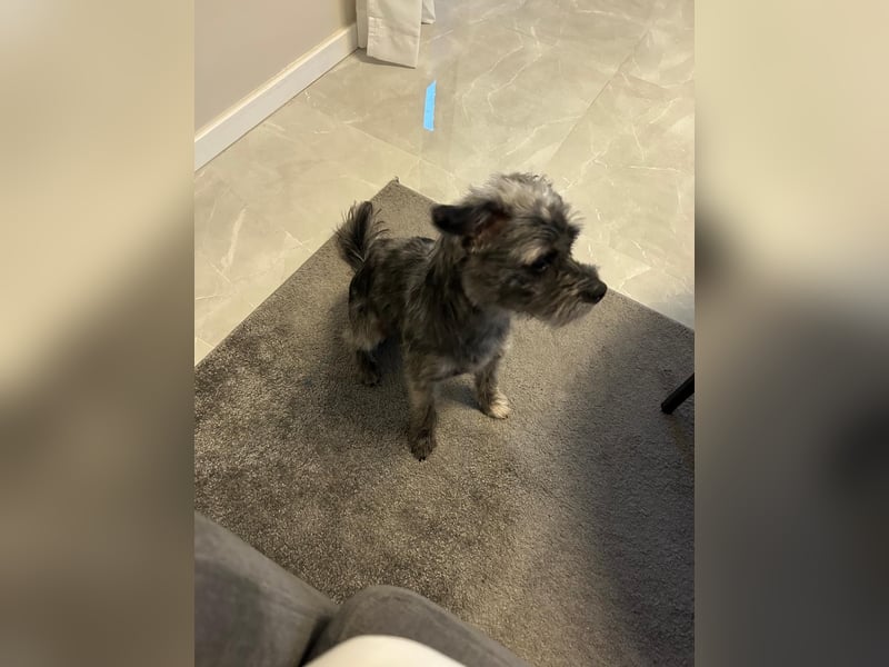 Chico, 1 jähriger Rüde