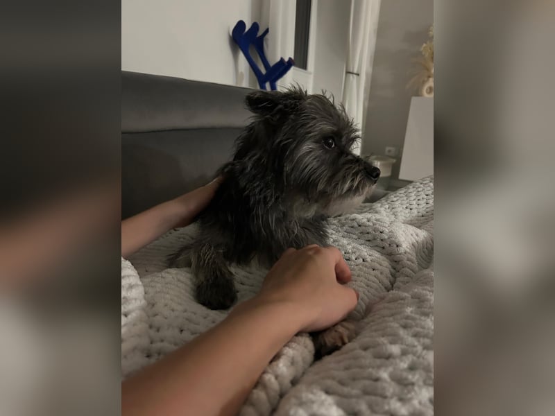 Chico, 1 jähriger Rüde