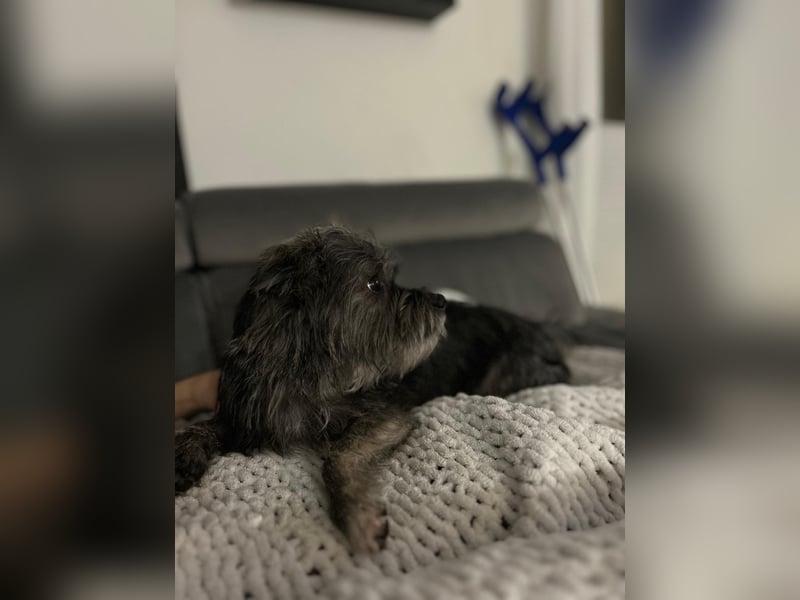 Chico, 1 jähriger Rüde