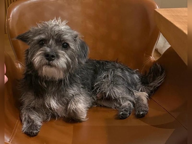 Chico, 1 jähriger Rüde