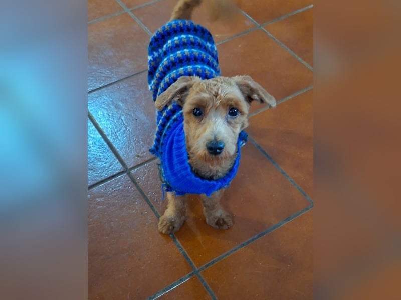 Jolly - Ein Hund ist ein Hund ist ein Hund ...