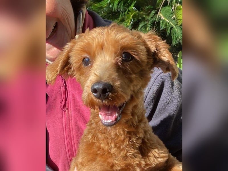 Jolly - Ein Hund ist ein Hund ist ein Hund ...