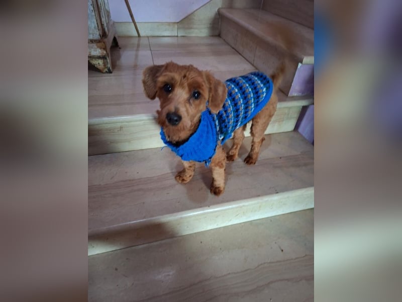 Jolly - Ein Hund ist ein Hund ist ein Hund ...