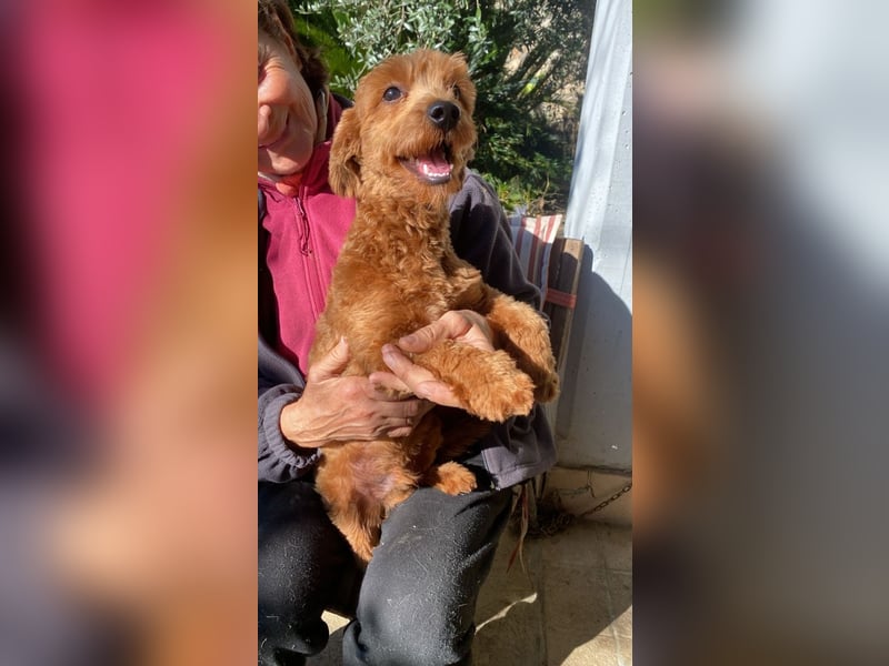 Jolly - Ein Hund ist ein Hund ist ein Hund ...