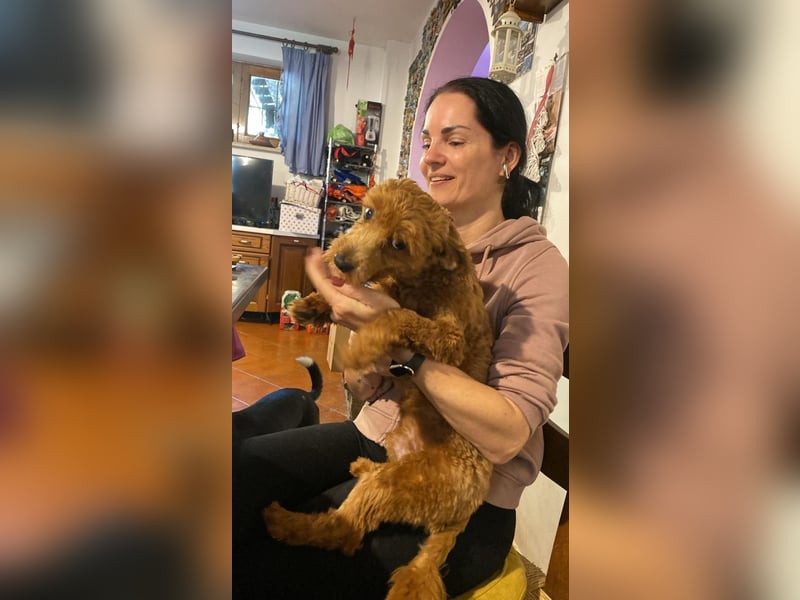 Jolly - Ein Hund ist ein Hund ist ein Hund ...