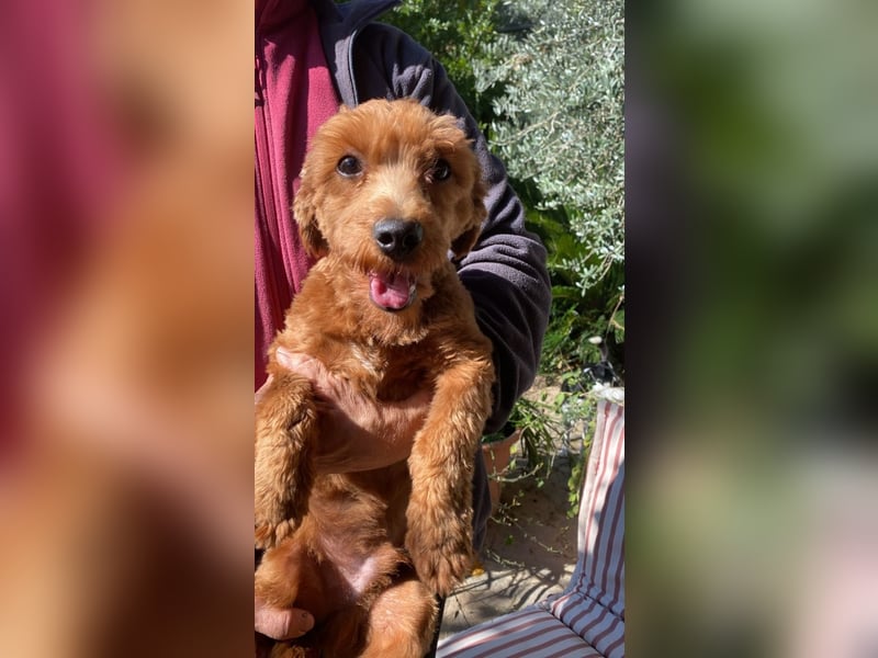 Jolly - Ein Hund ist ein Hund ist ein Hund ...