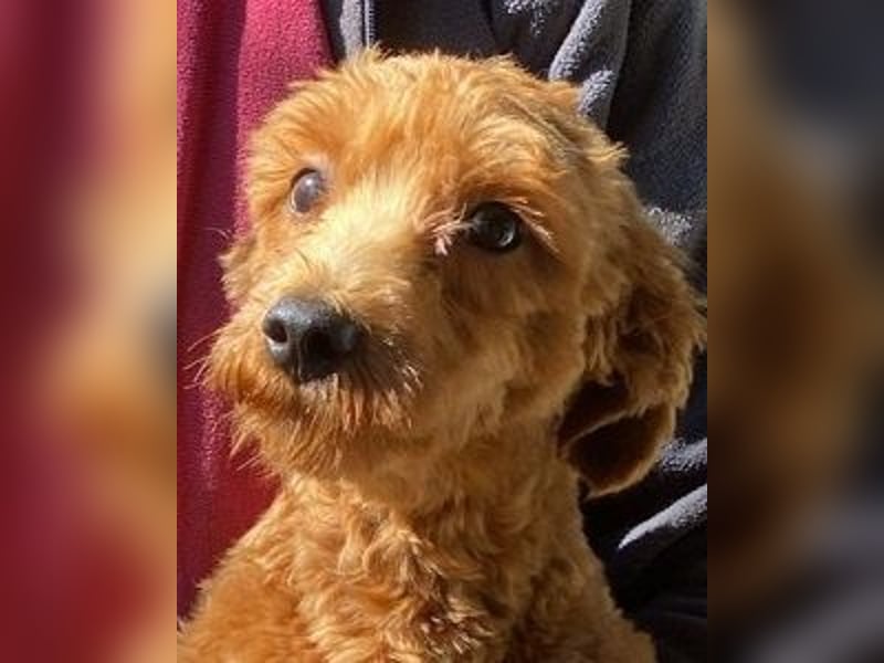 Jolly - Ein Hund ist ein Hund ist ein Hund ...