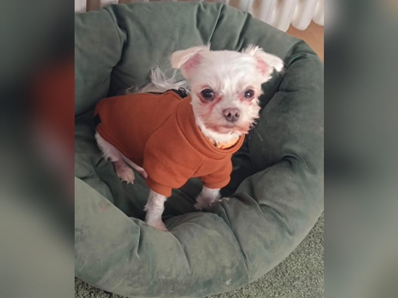 FILOU, kleiner Lebemann, Malteser-Mix, 7,5 Jahre, 26 cm, Tierschutz, Pflegestelle 51503