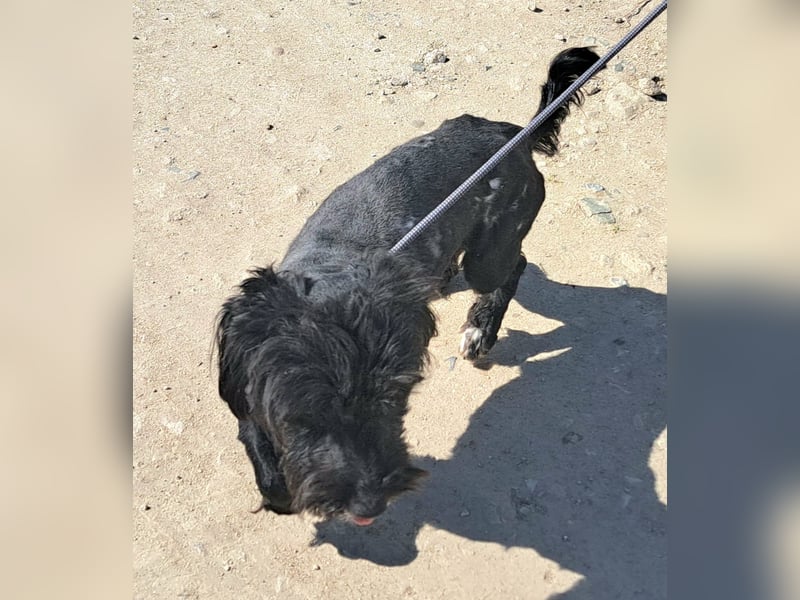 Kleiner Rüde 28cm, Lake hatte Glück das ihn ein Tierschützer in Rumänien gerettet hat