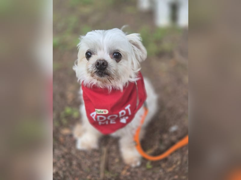 FILOU, möchte ankommen, Malteser-Mix, 7 Jahre, 26 cm, Tierschutz, Pflegestelle 51503