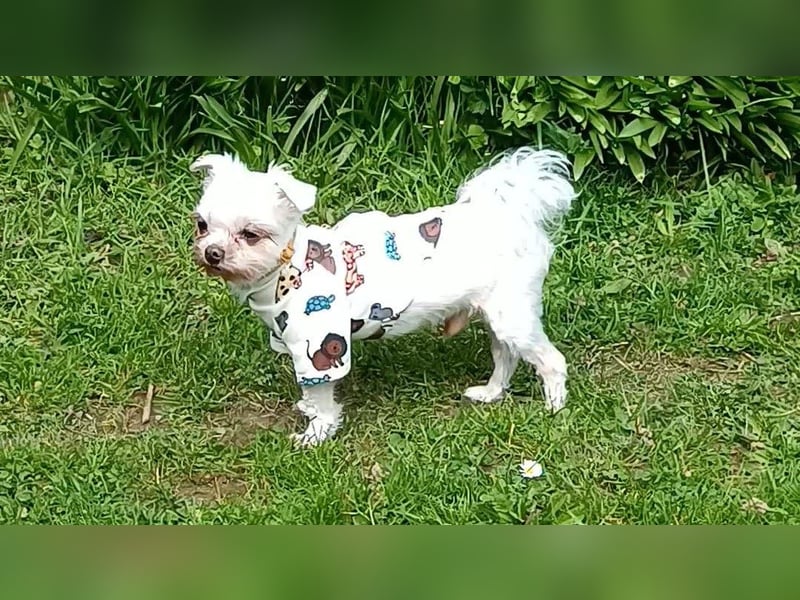 FILOU, kleiner Lebemann, Malteser-Mix, 7 Jahre, 26 cm, Pflegestelle 51503, Tierschutz