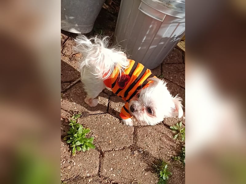 FILOU, beschlagnahmter Malteser-Mix, 8 Jahre, 30 cm, Tierschutz, Pflegestelle 51503