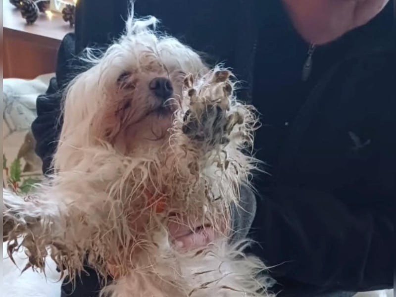 FILOU, kleiner Lebemann, Malteser-Mix, 7,5 Jahre, 26 cm, Tierschutz, Pflegestelle 51503