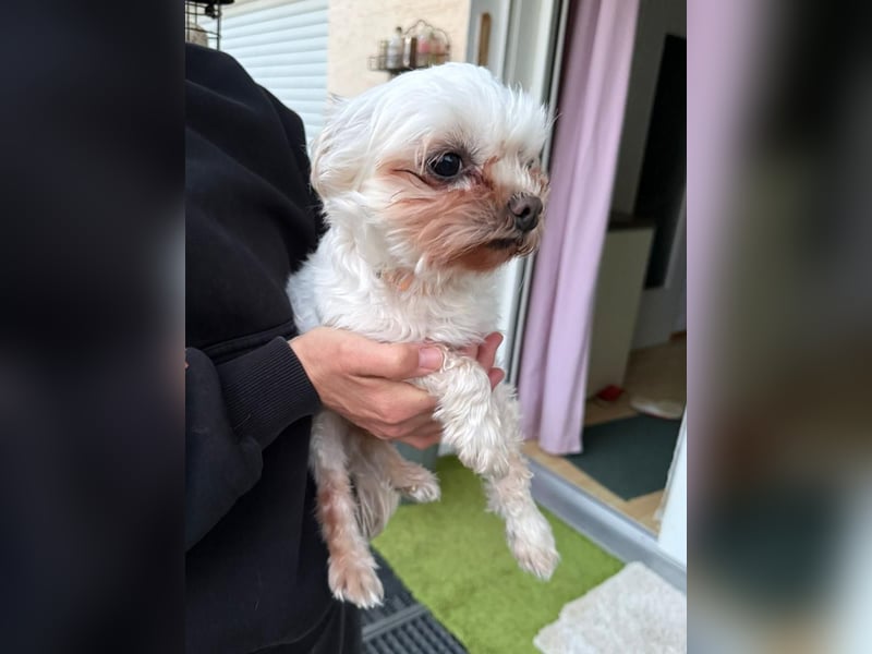 FILOU, kleiner Lebemann, Malteser-Mix, 7,5 Jahre, 26 cm, Tierschutz, Pflegestelle 51503