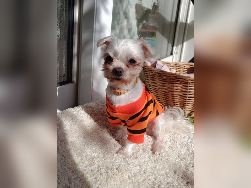 FILOU, kleiner Lebemann, Malteser-Mix, 7 Jahre, 30 cm, Pflegestelle 51503, Tierschutz