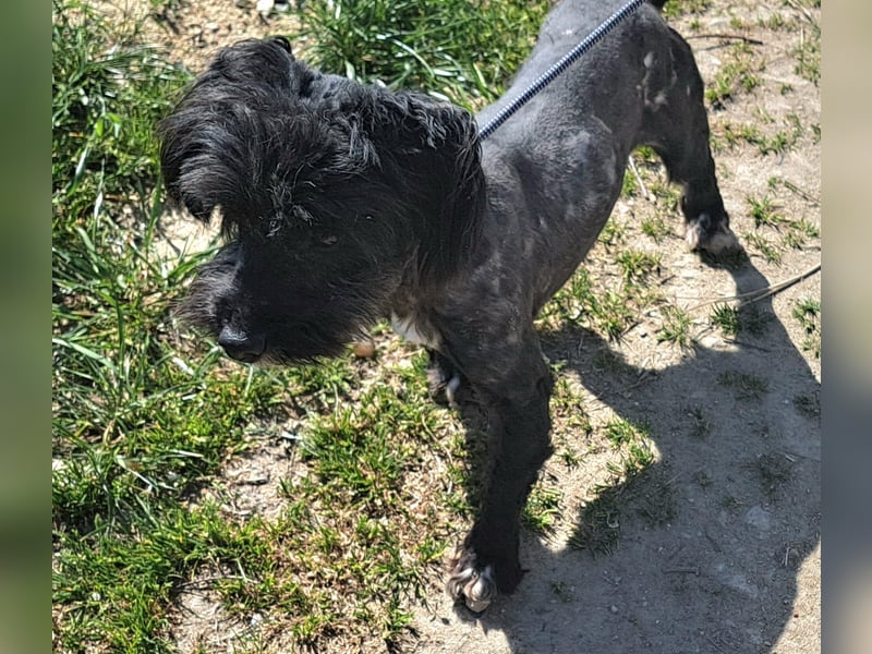 Kleiner Rüde 28cm, Lake hatte Glück das ihn ein Tierschützer in Rumänien gerettet hat