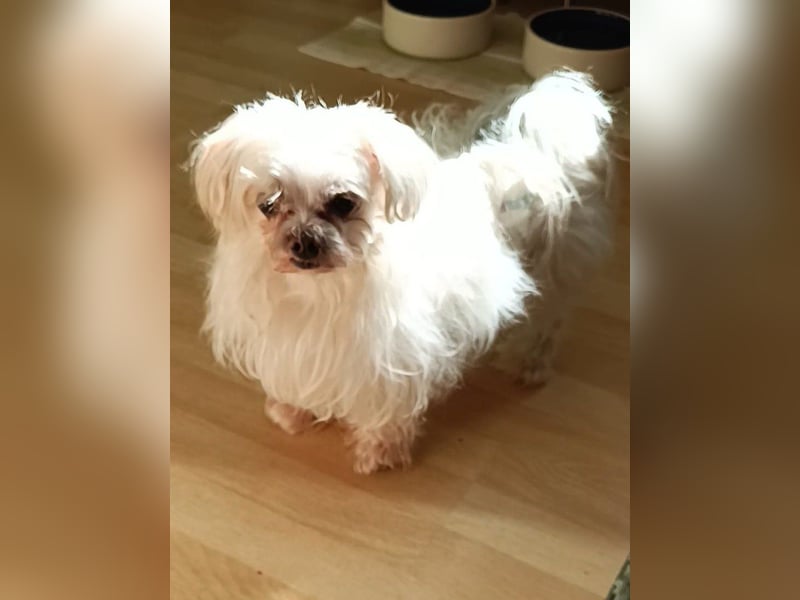 FILOU, kleiner Lebemann, Malteser-Mix, 7 Jahre, 26 cm, Pflegestelle 51503, Tierschutz
