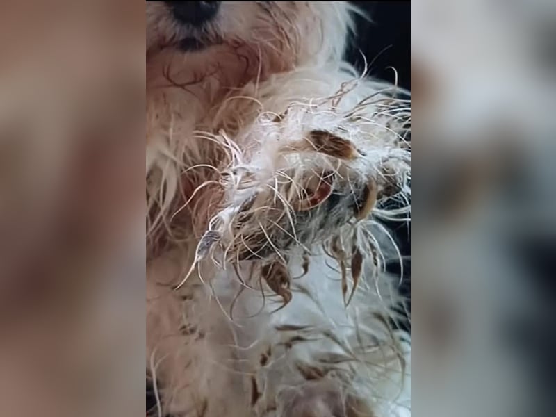 FILOU, nutzt seine zweite Chance, Malteser-Mix, 8 Jahre, 30 cm, Tierschutz, Pflegestelle 51503