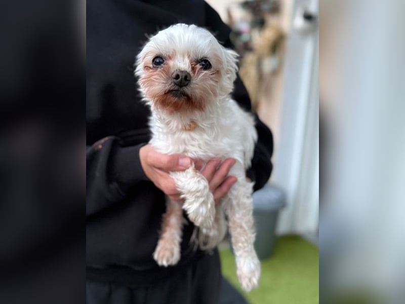 FILOU, möchte ankommen, Malteser-Mix, 7 Jahre, 26 cm, Tierschutz, Pflegestelle 51503