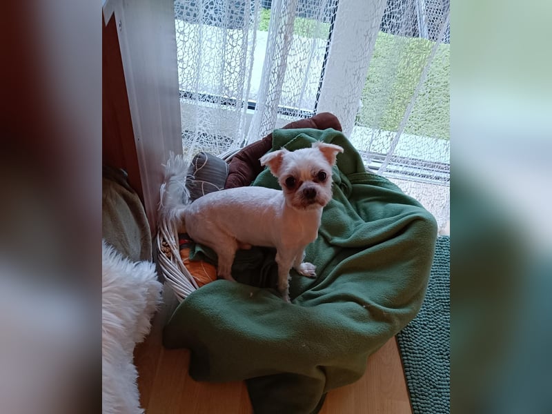 FILOU, kleiner Lebemann, Malteser-Mix, 7 Jahre, 26 cm, Pflegestelle 51503, Tierschutz