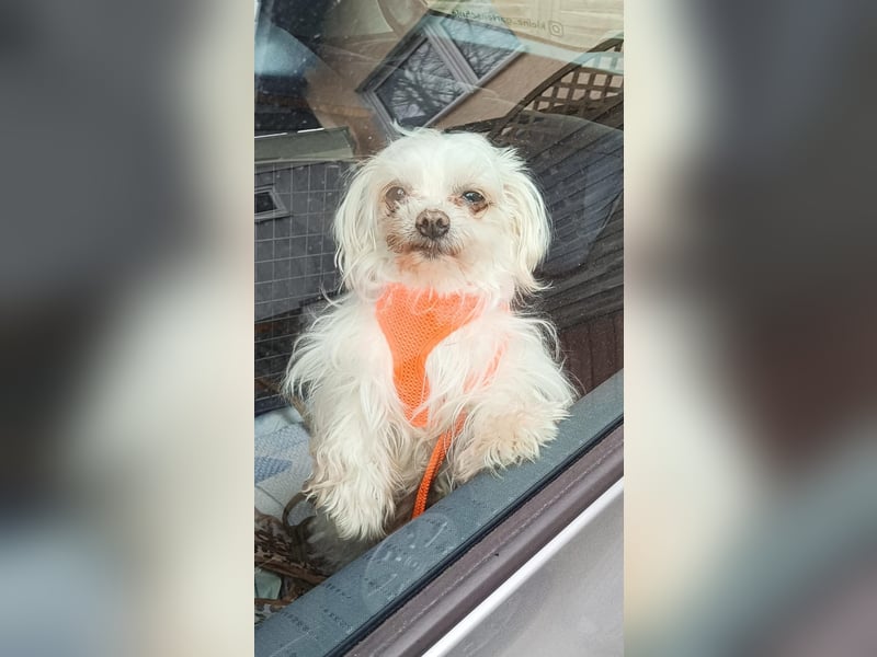 FILOU, nutzt seine zweite Chance, Malteser-Mix, 8 Jahre, 30 cm, Tierschutz, Pflegestelle 51503