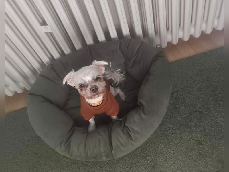 FILOU, kleiner Lebemann, Malteser-Mix, 7 Jahre, 26 cm, Pflegestelle 51503, Tierschutz