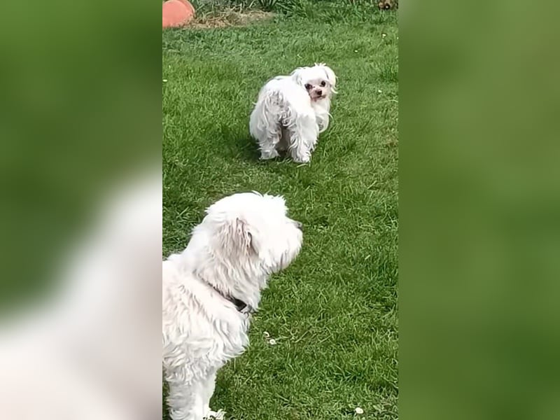 FILOU, nutzt seine zweite Chance, Malteser-Mix, 8 Jahre, 30 cm, Tierschutz, Pflegestelle 51503