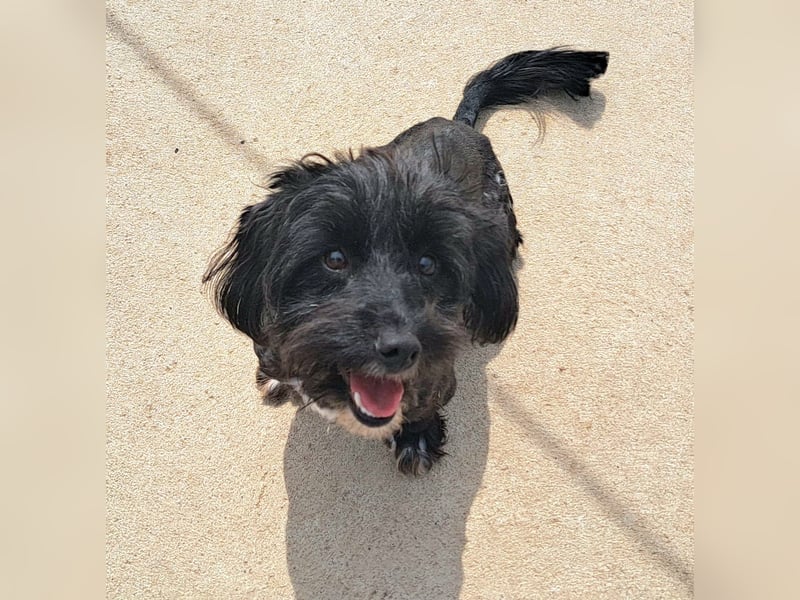 Kleiner Rüde 28cm, Lake hatte Glück das ihn ein Tierschützer in Rumänien gerettet hat