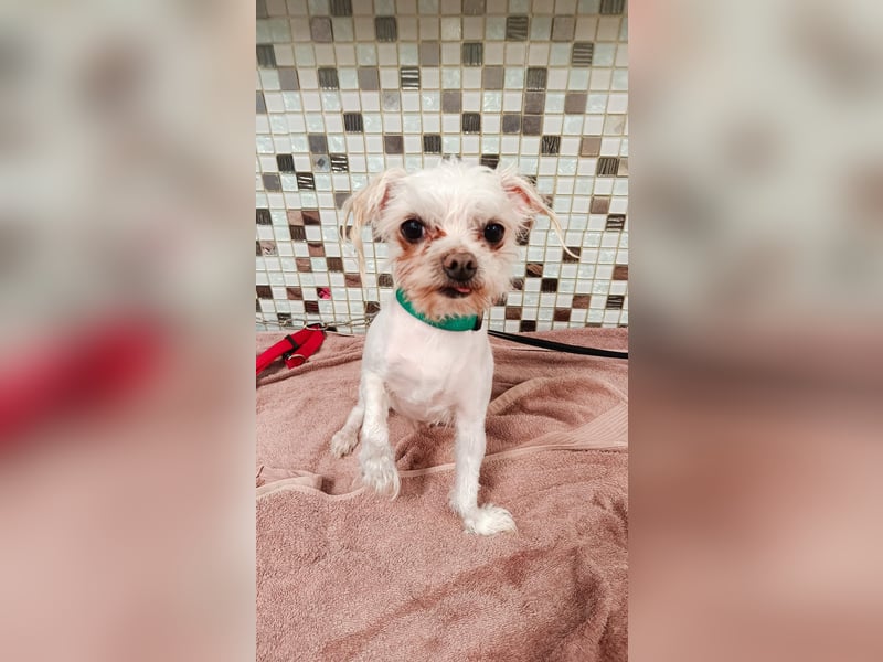 FILOU, kleiner Lebemann, Malteser-Mix, 7 Jahre, 26 cm, Pflegestelle 51503, Tierschutz