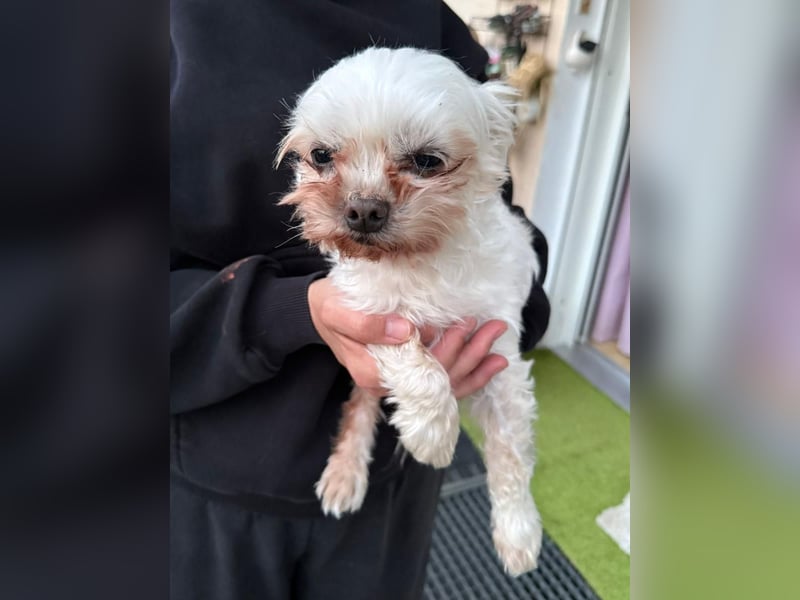 FILOU, kleiner Lebemann, Malteser-Mix, 7,5 Jahre, 26 cm, Tierschutz, Pflegestelle 51503