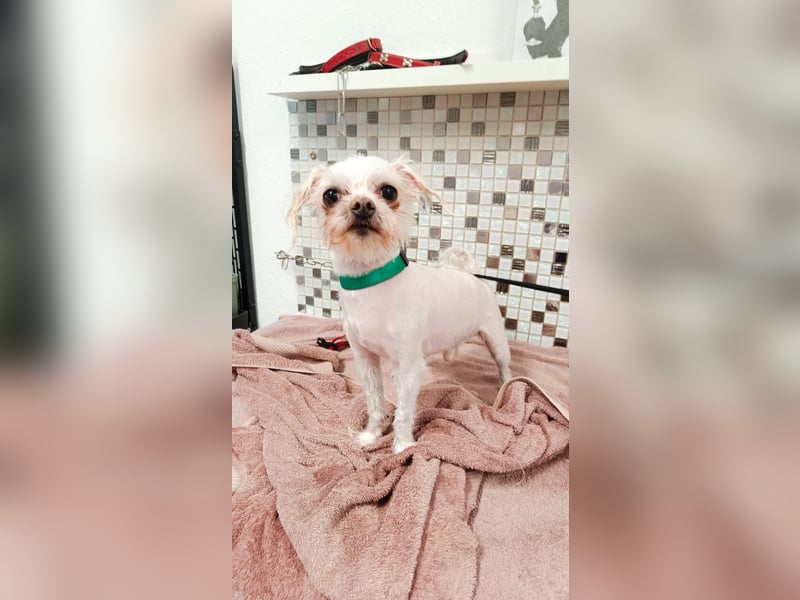 FILOU, kleiner Lebemann, Malteser-Mix, 7 Jahre, 26 cm, Pflegestelle 51503, Tierschutz