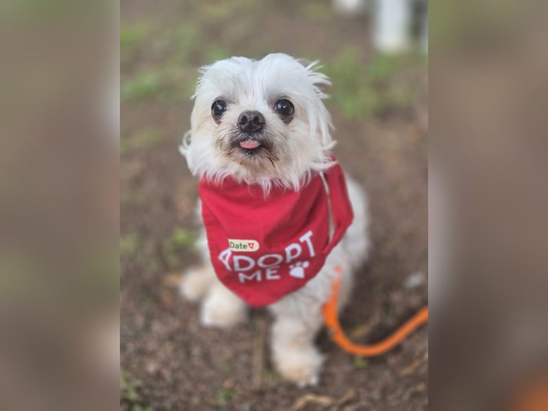 FILOU, möchte ankommen, Malteser-Mix, 7 Jahre, 26 cm, Tierschutz, Pflegestelle 51503