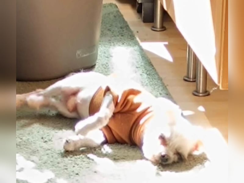 FILOU, kleiner Lebemann, Malteser-Mix, 7 Jahre, 30 cm, Pflegestelle 51503, Tierschutz